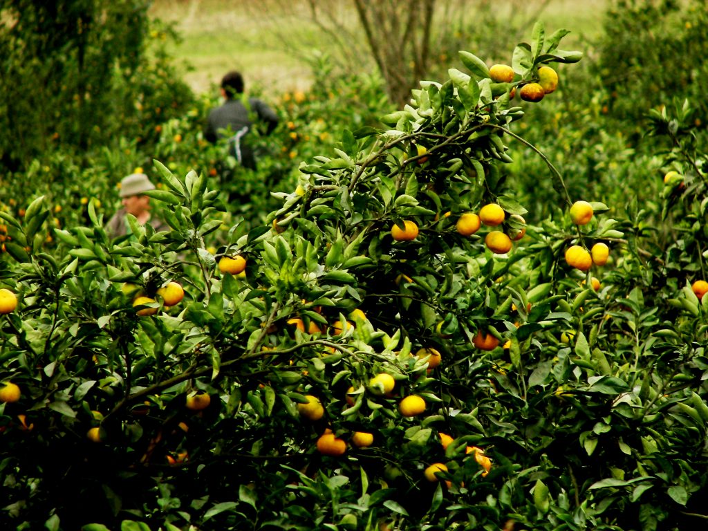 Regional Development & Climate Smart Agriculture